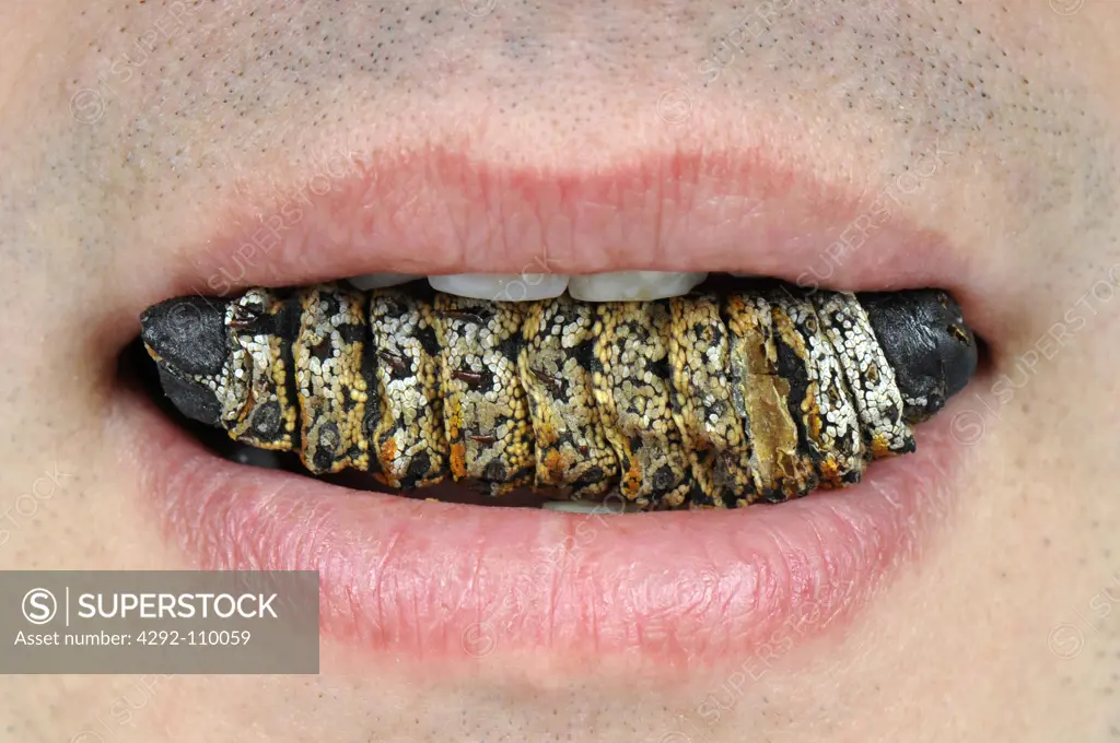 Man eating mopane worm (Imbrasia belina)