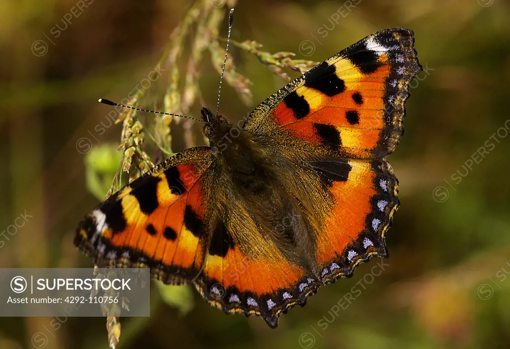 Butterfly (Vanessa cardui)