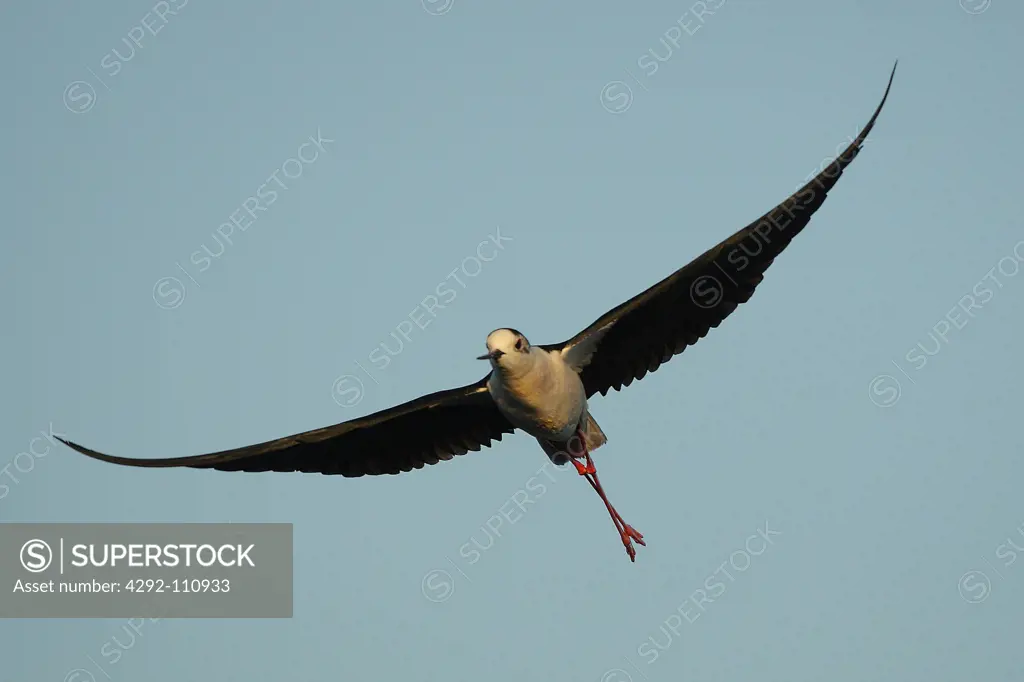 Black-winged stilt ( Himantopus himantopus) in flight