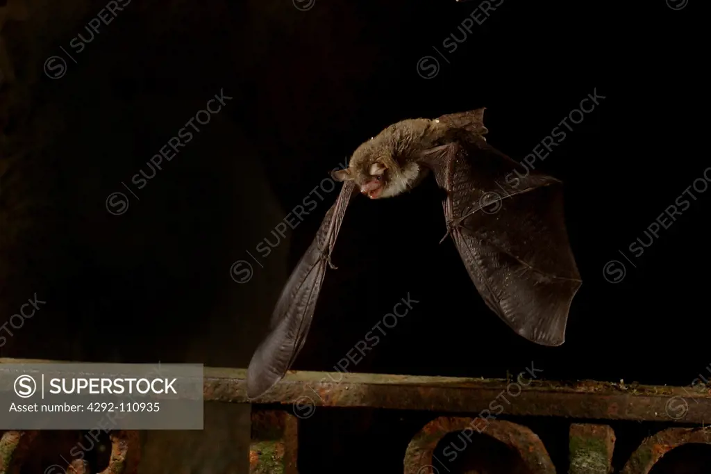 Bat hanging upside down - pteropus sp