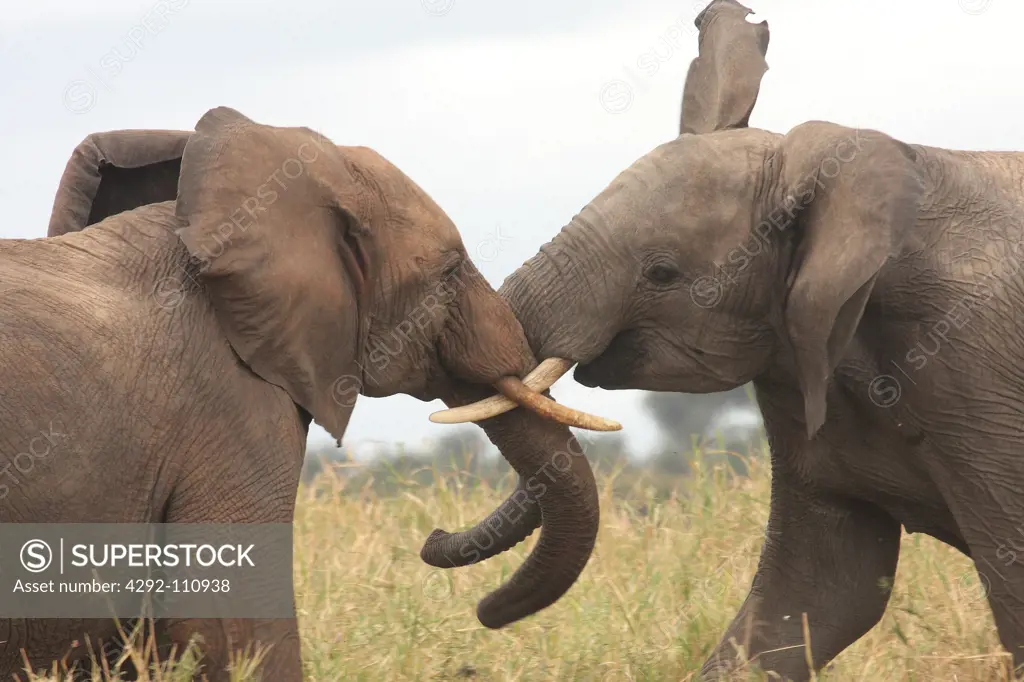 Africa, Tanzania, elephants, (Loxodonta africana)Young bulls fighting for fun