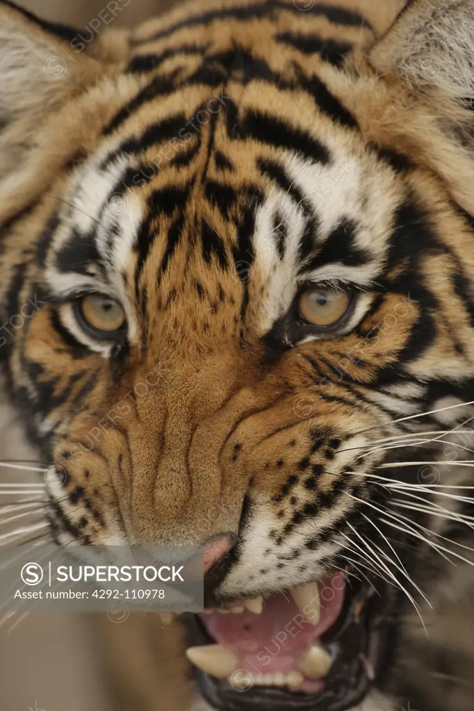 India, Ranthambore National Park. Tiger roaring