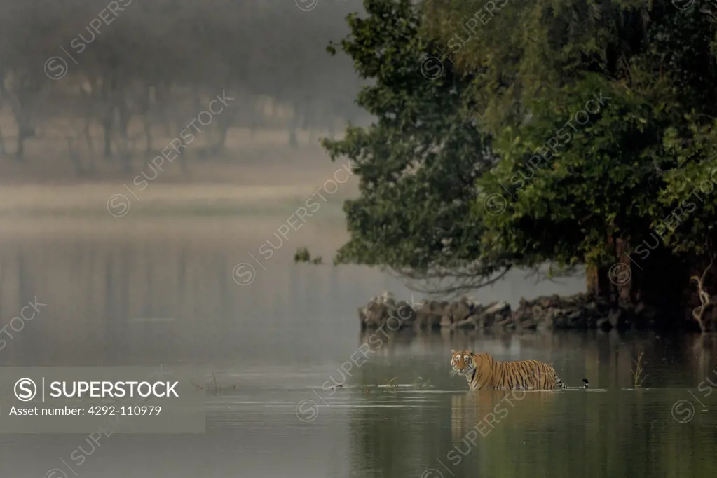 India, Ranthambore National Park. Tiger