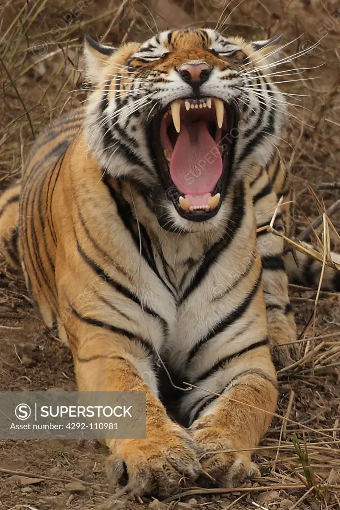 India, Ranthambore National Park. Tiger roaring