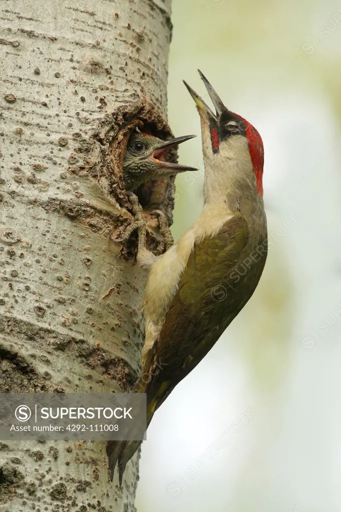 Green woodpecker (picus viridis)