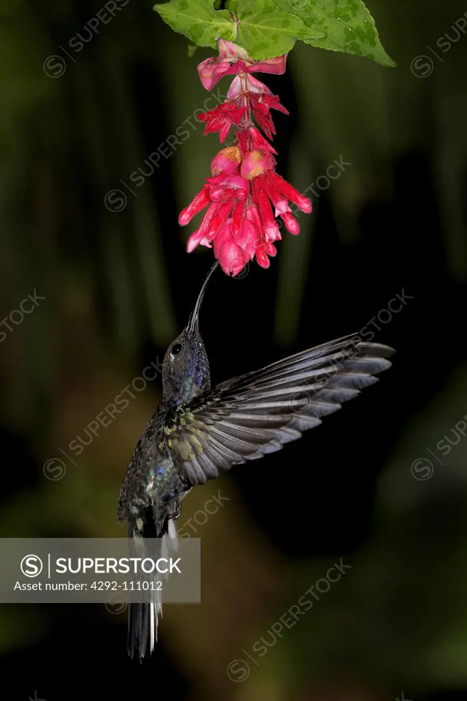 Violet Sabrewing (Campylopterus hemileucurus), Costa Rica