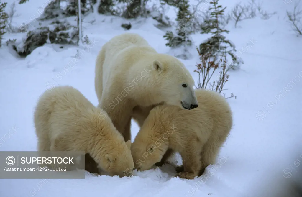 Canada, Manitoba, Churchill, Polar Bear(Ursus maritimus, Thalassarctos maritimus)