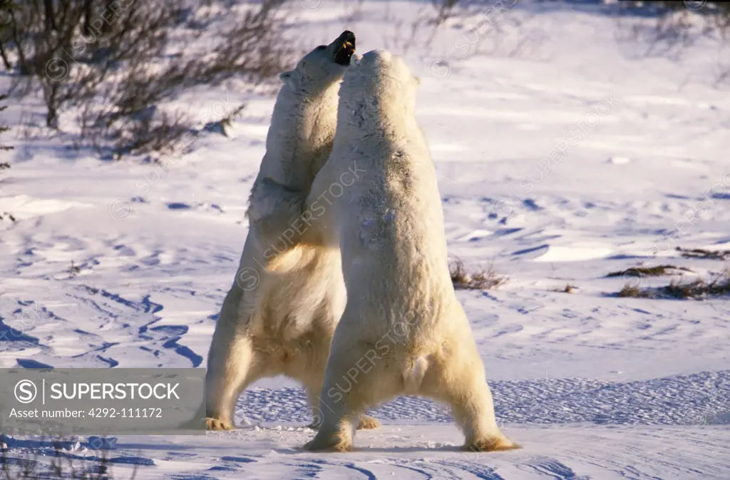 Canada, Manitoba, Churchill, Polar Bear(Ursus maritimus, Thalassarctos maritimus)