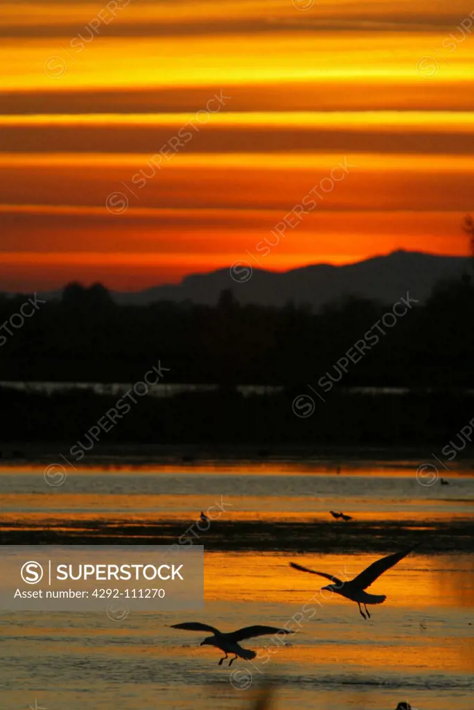 Seagulls at sunset or sunrise