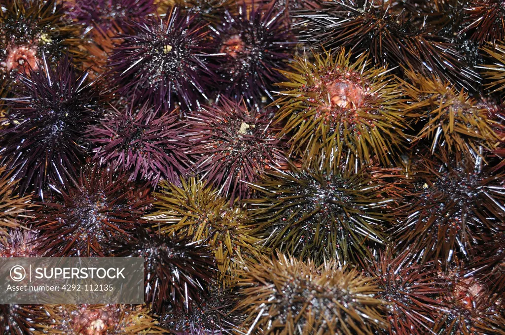 Sea Urchin, Outdoors.