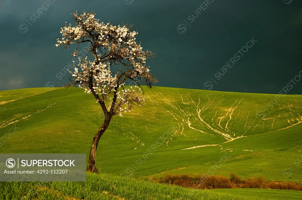Italy, Sicily,landscape with Almond tree