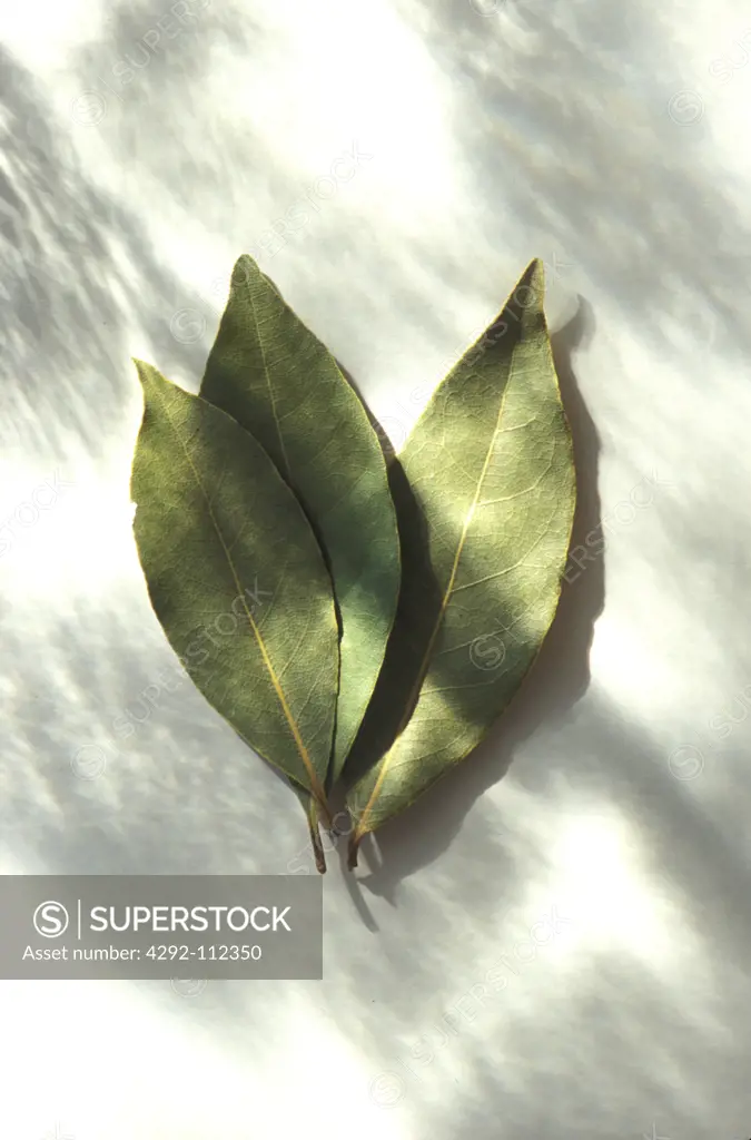 Bay leaves on white background