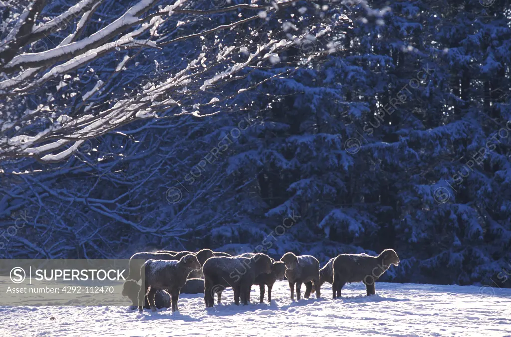 Flock of sheep at pasture in winter