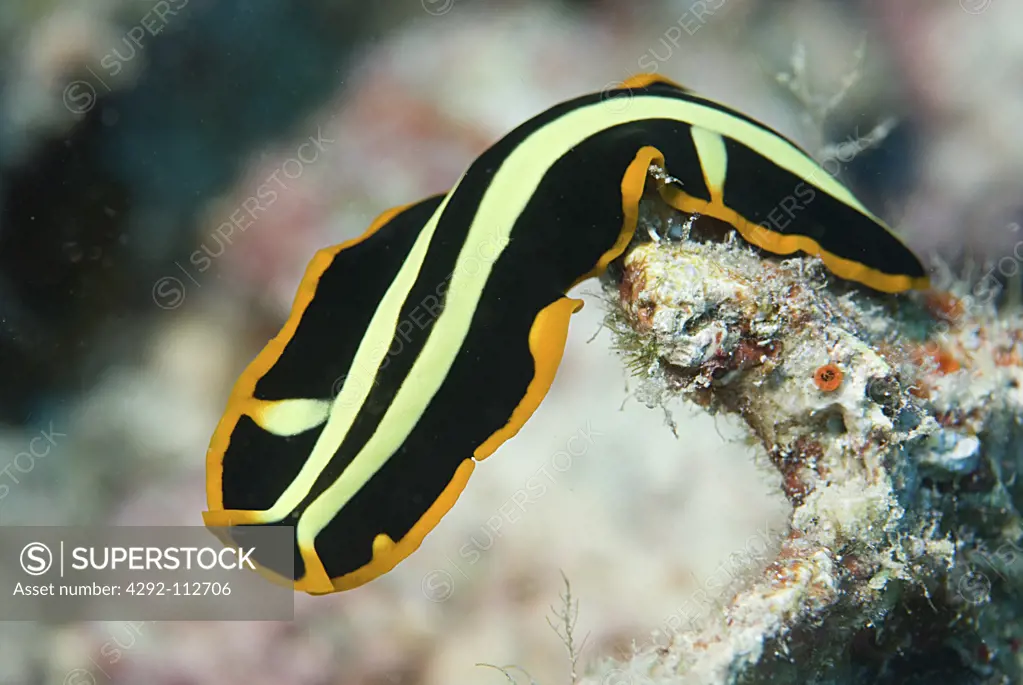 Nudibranch - Pseudoceros dimdiatus -Malaysia, Sabah, Mabul-Sipadan