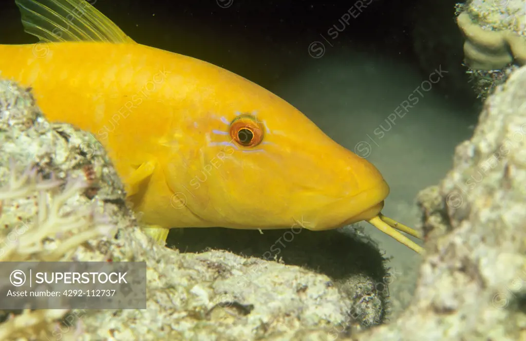 Yellow mullet fish (Parapeneus cyclostomus)