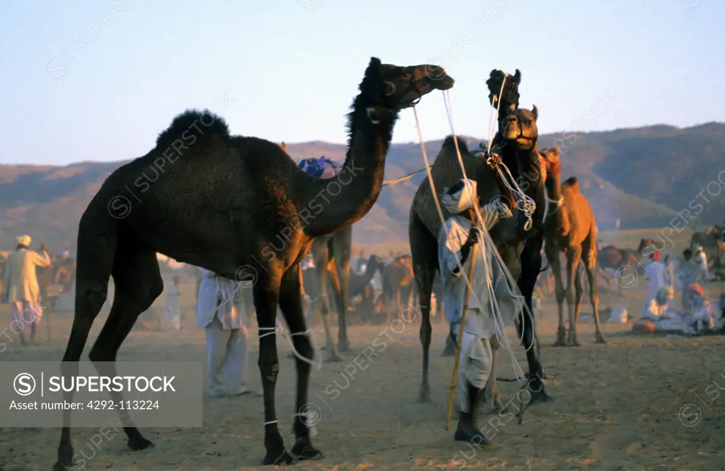 The annual Pushkar camel fair. Pushkar, Rajasthan, India
