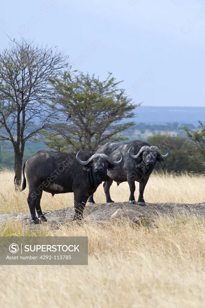 Africa, Tanzania, Serengeti National Park, the Mara River area, buffalos (syncerus caffer)