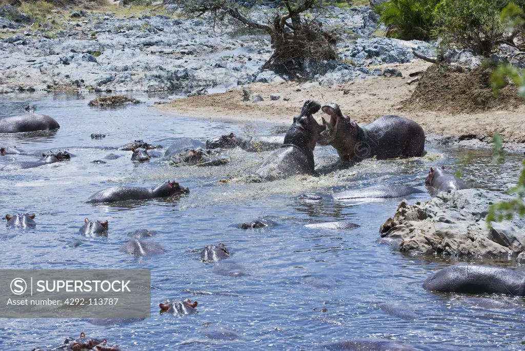 Africa, Tanzania, Serengeti National Park, Seronera area, hippopotamus (hippopotamus amphibious)