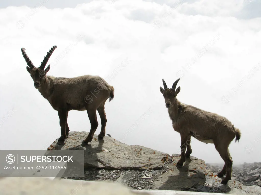 Italy, Alps, ibex