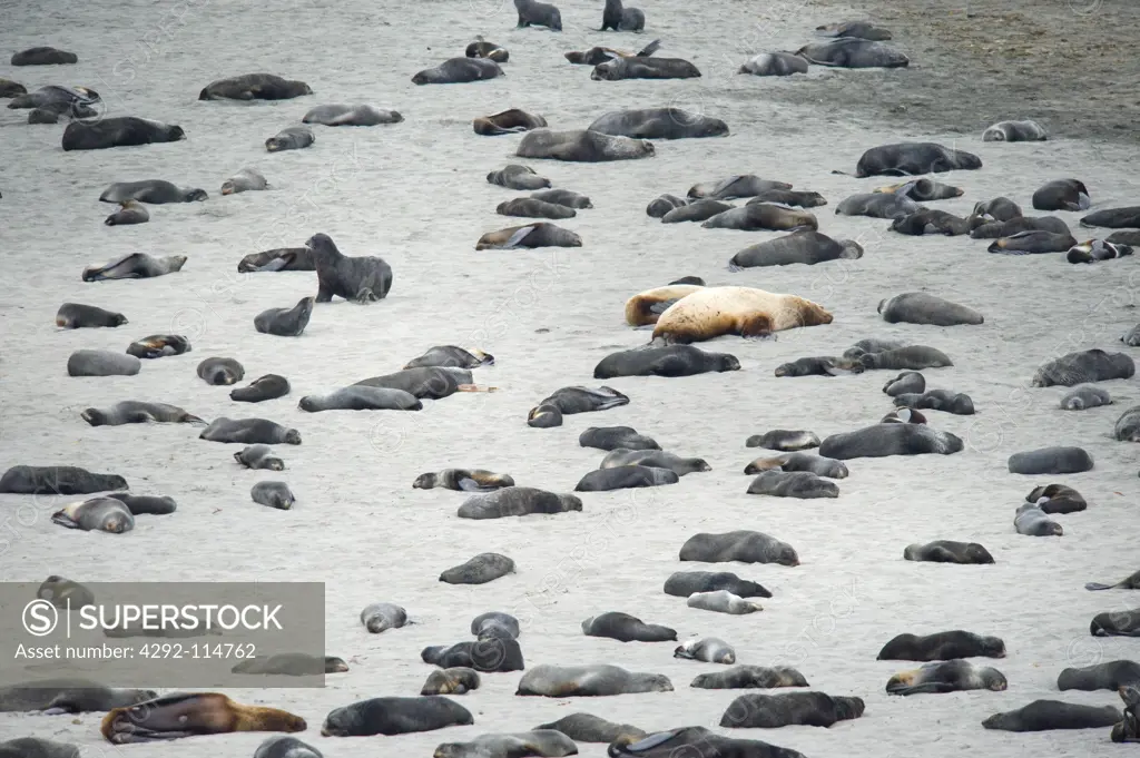 Russia, Kamchatka, Bering island, steller sea lions colony (Eumetopias jubatus )