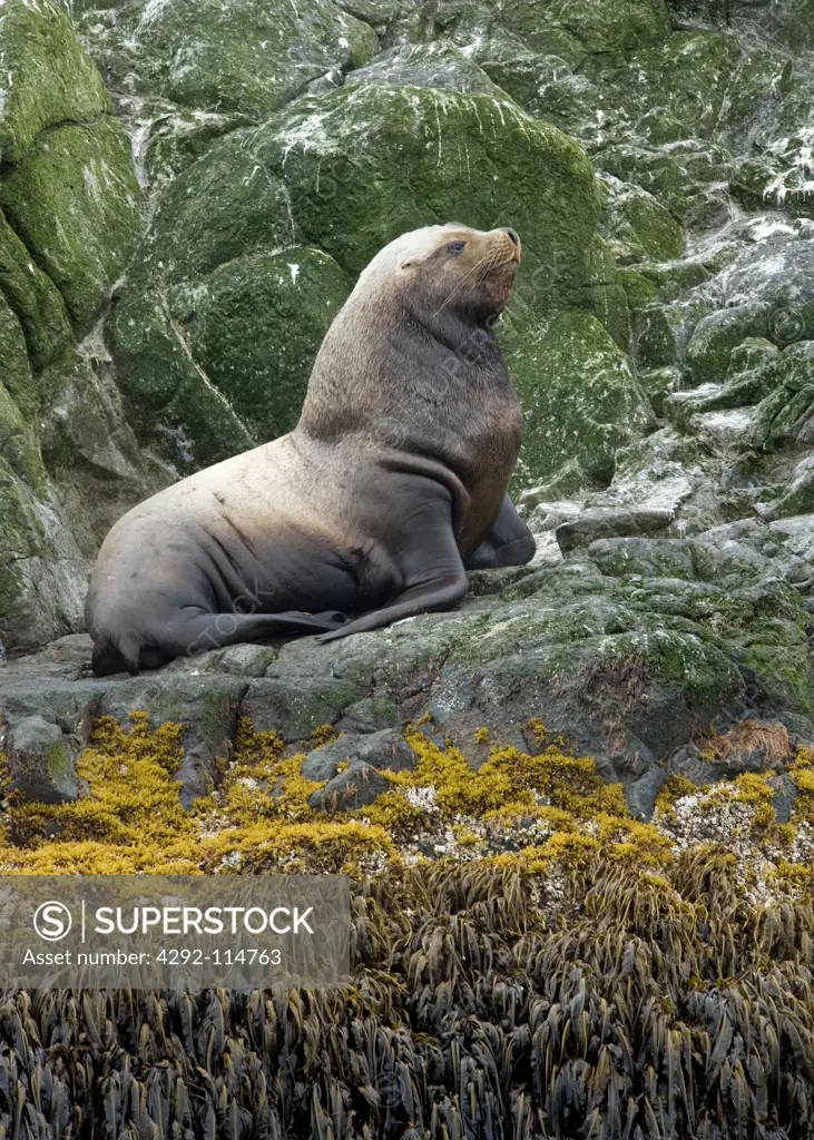Russia, Kamchatka, Bering island, steller sea lion(Eumetopias jubatus )