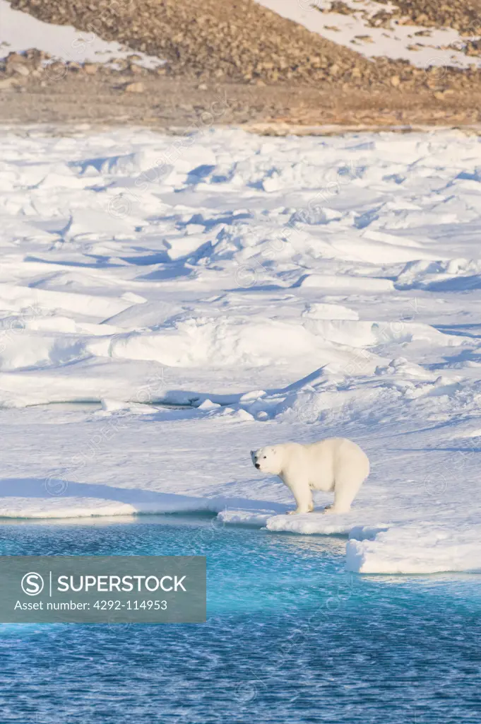Norway, Svalbard, Longyearbyen, Polar Bear.