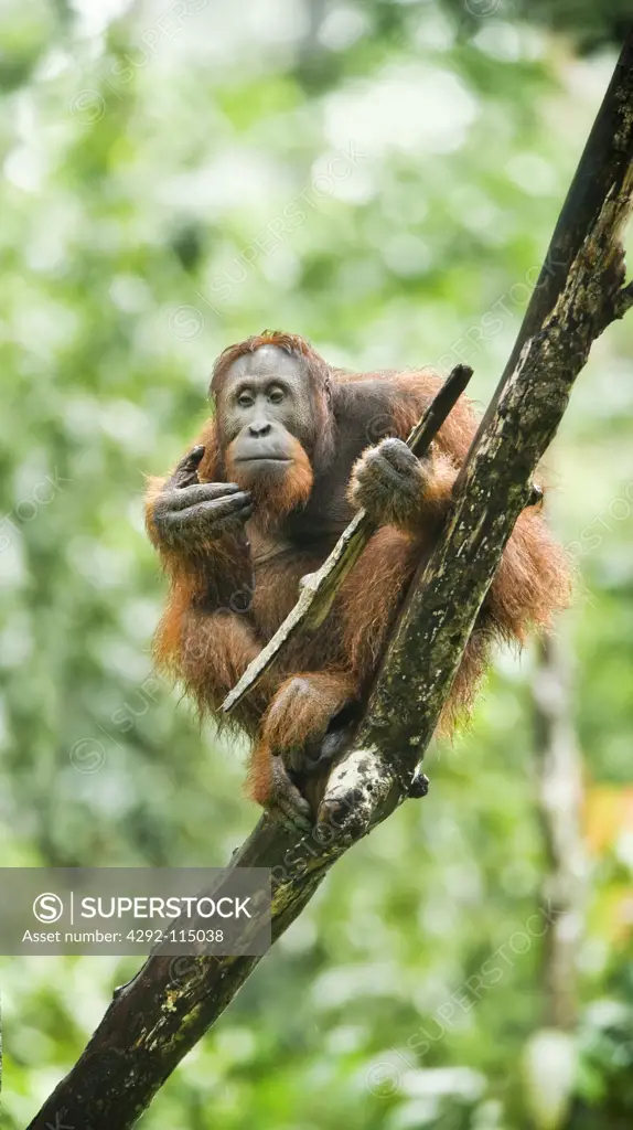 Malaysia, Borneo, Sabah, Sepilok, Orang-Utan,(Pongo pygmaeus)