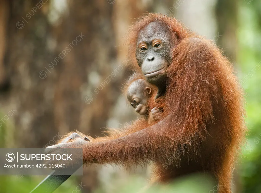 Malaysia, Borneo, Sabah, Sepilok, Orang-Utan,(Pongo pygmaeus)