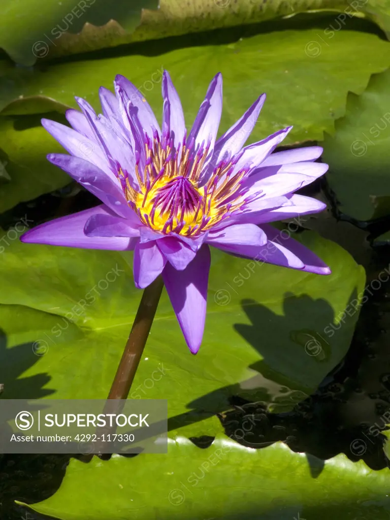 Water lily in flower