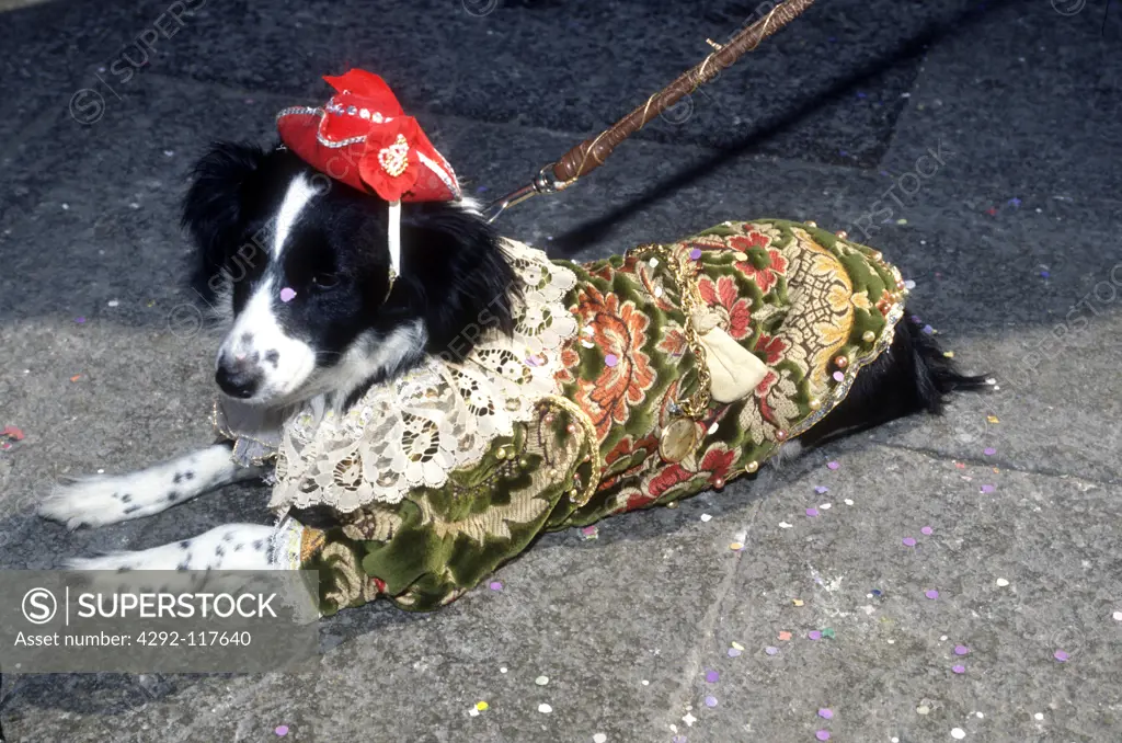 Italy, Veneto, Venice, dog dressed with carnival costume