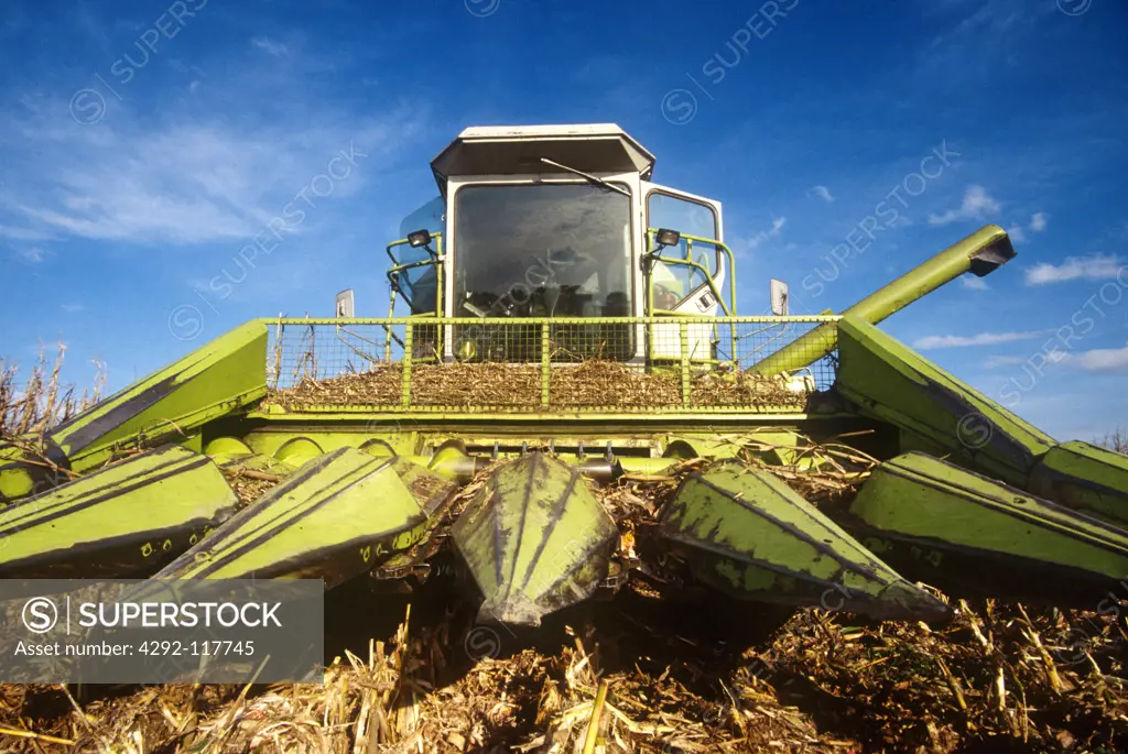 Corn harvesting