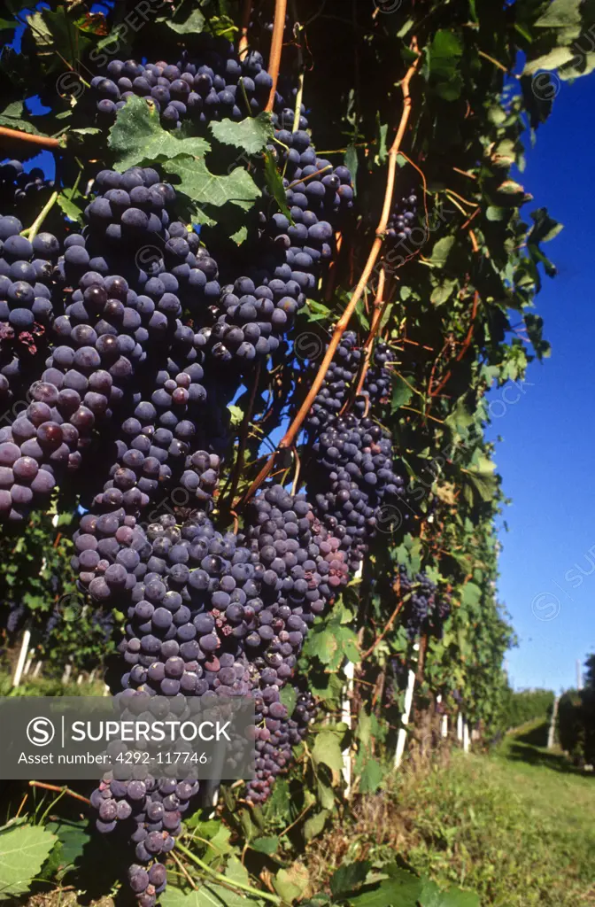 Italy, Lombardy, Oltrepò, red grapes