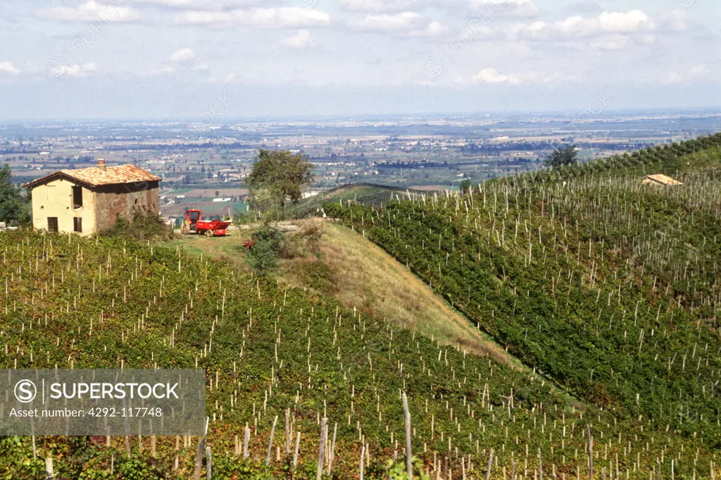 Italy, Lombardy, Oltrepò, vineyards