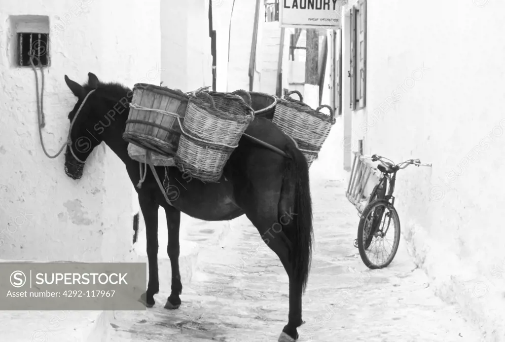 Greece, Mykonos, donkey in the town center