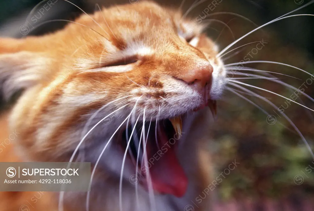 Cat, Outdoors, Yawning.