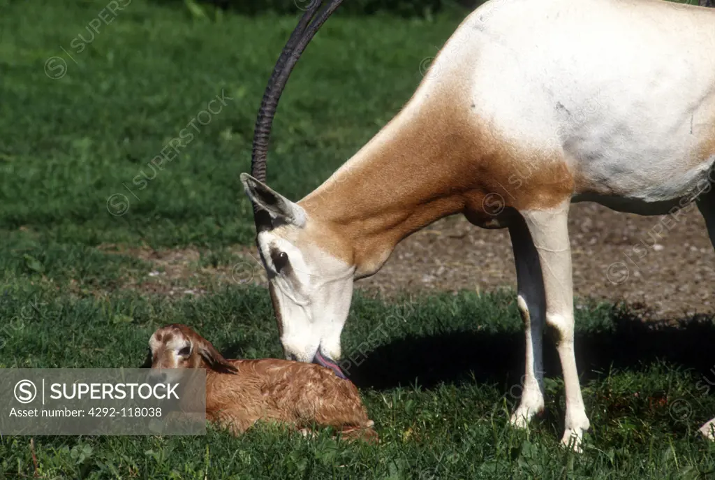 Arabian Oryx Female and New Born.