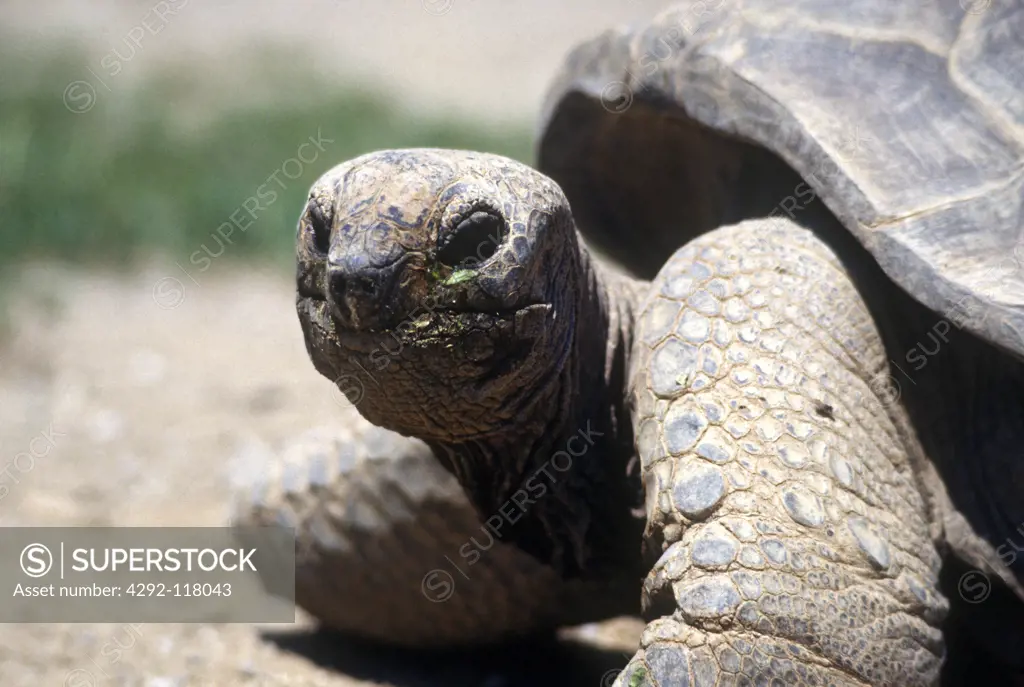 Tortoise, Close Up.