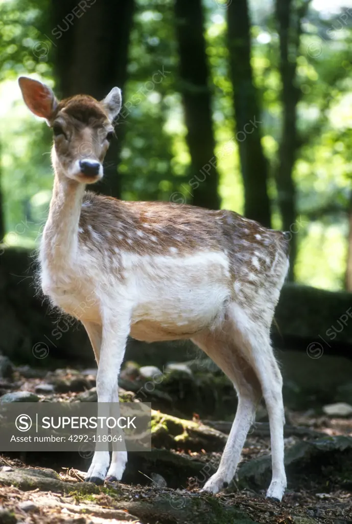 Young Fallow Deer,(Dana dana)