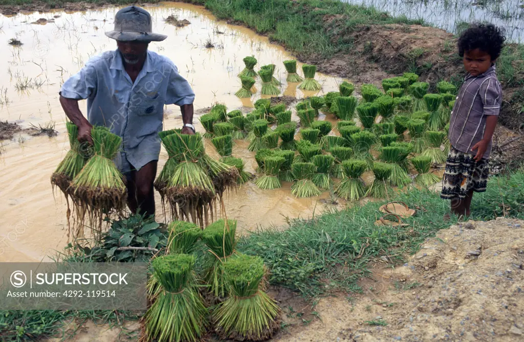 Cambodia, Kompong, man in rice field