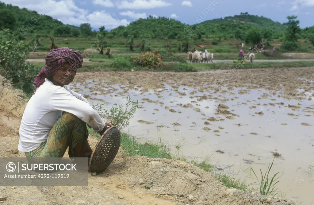 Cambodia, Kompong, woman in rice field