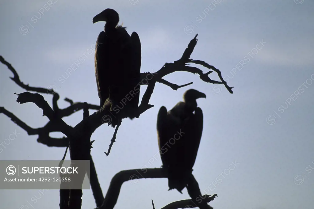 Africa, South Africa, Kruger park, sunset and vultures