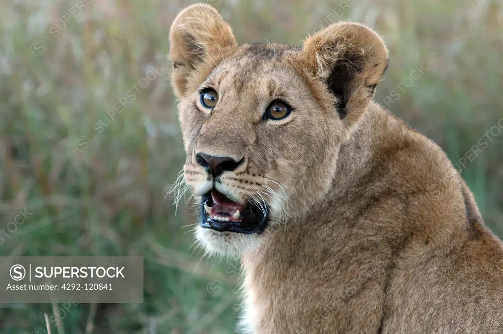 Kenya, Masai Mara, young lion