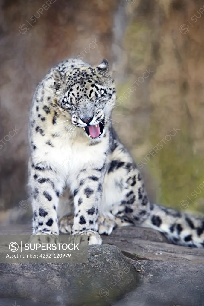 Snow Leopard, (Panthera unica)