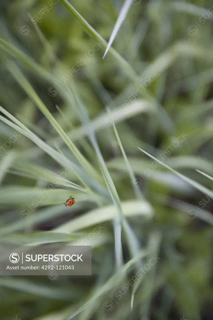 Convergent ladybug beetle (Hippodamia convergens)