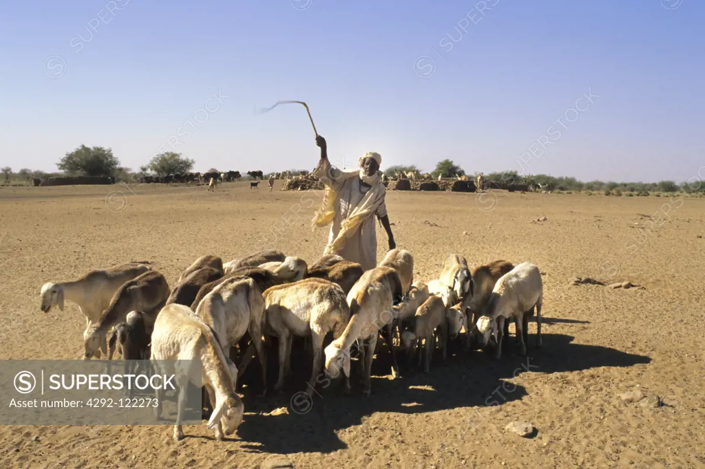 Africa, Sudan, Naga, nomad with herd in the desert
