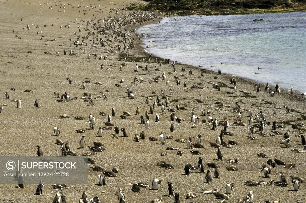 Argentina, Patagonia, colony of penquins