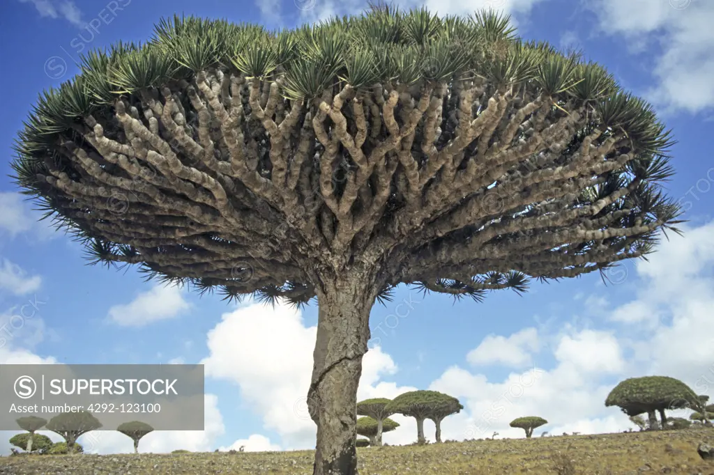 Yemen, Socotra island, dragon-tree (Dracaena cinnabari)