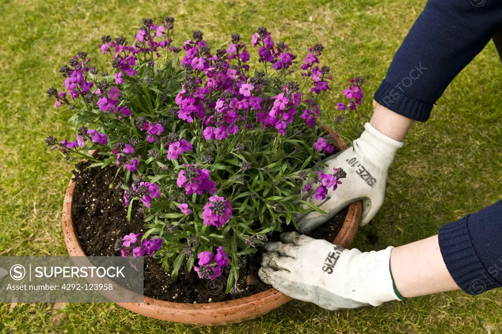 Woman planting flowers in pot