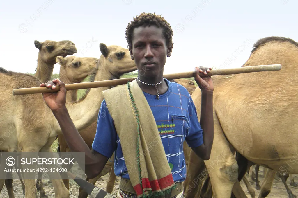 Ethiopia, Danakil, Dromedaries (Camelus dromedarius) and farmer