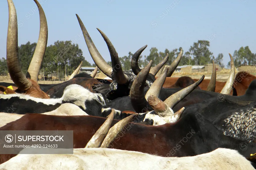 Ethiopia, Tigray Valley, cattle